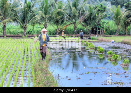 La mietitura del riso sulle risaie vicino a Yogyakarta, Java, Indonesia, Asia Foto Stock