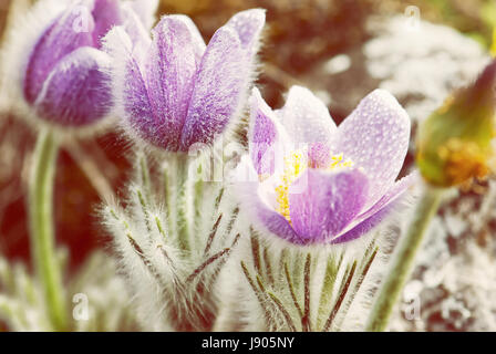 Fioritura rugiadoso Pulsatilla slavica fiori in primavera prato. Foto di bellezza filtro. Stagionale scena naturale. Foto Stock