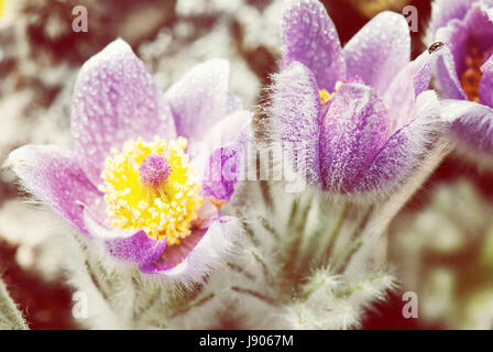 Rugiadoso viola Pulsatilla slavica nella primavera del prato. Foto di bellezza filtro. Stagionale scena naturale. Foto Stock