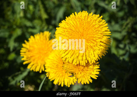 Qualche fioritura di tarassaco giallo in centro su sfondo verde. Punto superiore di ripresa. Foto Stock