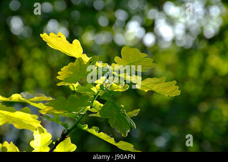 Fresh,green oak leaves on spring  sunny day in british woodland.Natural backlight and beautiful bokeh.Forest Uk,Natural world.Beautiful british nature. Foto Stock