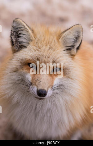 Bel ritratto di captive fox (Canidae) nella Prefettura di Miyagi, Giappone Foto Stock