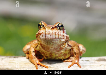 Close up europeo Rana comune ( Rana temporaria ) Foto Stock