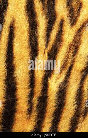 Dettagliata strisce tiger pelliccia, animale vero pelt Foto Stock