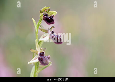 Black Spider Ophrys (Ophrys incubacea) Foto Stock