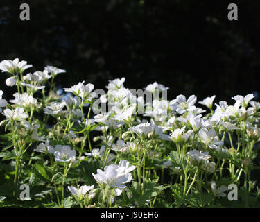 Gruppo retroilluminato del fiore bianco di geranio sanguineum album, noto anche come Bloody Cranesbill, contro uno sfondo scuro, con copia spazio. Foto Stock