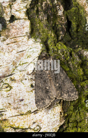 Ampfer-Rindeneule, Ampferrindeneule, Ampfereule, Acronicta rumicis, Viminia rumicis, Acronycta salicis, nodo erba, erba nodo moth, La Noctuelle de Foto Stock