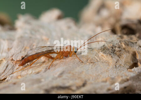 Schlupfwespe, Männchen, Netelia spec., Ichneumon wasp, maschio Foto Stock