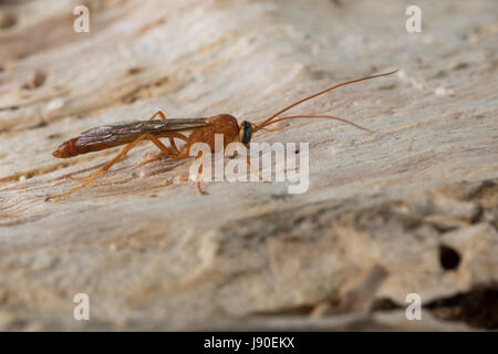 Schlupfwespe, Männchen, Netelia spec., Ichneumon wasp, maschio Foto Stock