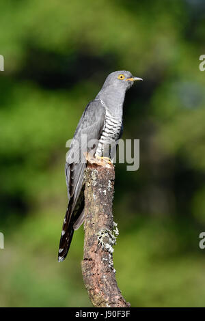 Il cuculo - Cuculus canorus Foto Stock