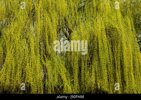Verde salice piangente albero a Dinan città vecchia, Francia. Foto Stock