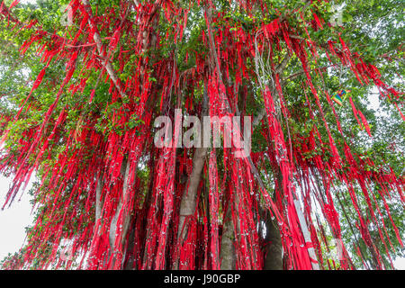 Desidero albero a Redang Beach, Sekinchan, stretto di Malacca, Malaysia. Foto Stock