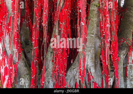 Desidero albero a Redang Beach, Sekinchan, stretto di Malacca, Malaysia. Foto Stock