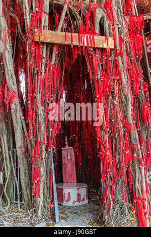 Desidero albero a Redang Beach, Sekinchan, stretto di Malacca, Malaysia. Foto Stock