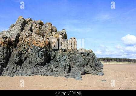 Cuscino sulla lava Llandwyn Isola, Anglesey, Galles Foto Stock