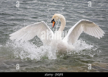 Londra, Regno Unito. Il 30 maggio 2017. Cigno sul Canada stagno © Guy Corbishley/Alamy Live News Foto Stock