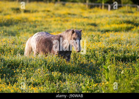 Burscough, Lancashire, Regno Unito. UK Weather, 31 maggio, 2017. Inizia la giornata con il sole per le piccole Shetland Ponies nel prato estivo. Le condizioni di sole e i cieli limpidi con il sole caldo si aspettano più tardi. Credito; MediaWorldImages/AlamyLiveNews. Foto Stock