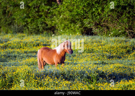 Burscough, Lancashire, Regno Unito. UK Weather, 31 maggio, 2017. Inizia la giornata con il sole per le piccole Shetland Ponies nel prato estivo. Le condizioni di sole e i cieli limpidi con un bel sole caldo sono attese più tardi. Credito; MediaWorldImages/AlamyLiveNews. Foto Stock