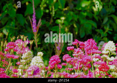 Dorset, Regno Unito. 31 Maggio, 2017. I fiori fioriscono in un giardino protetto in alto sopra Chesil Beach, come giugno inizia a credito: stuart fretwell/Alamy Live News Foto Stock