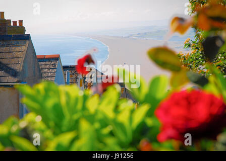 Dorset, Regno Unito. 31 Maggio, 2017. Una rosa e un alloro bush sia fiorire nell'aria salina elevata al di sopra di un soleggiato Chesil Beach, come giugno inizia a credito: stuart fretwell/Alamy Live News Foto Stock