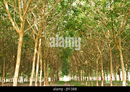 Struttura in gomma forest Foto Stock