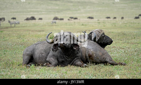 Gli animali del cratere di Ngorongoro, Tanzania Foto Stock