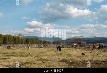 I cavalli pascolano sul campo della molla sullo sfondo di montagne Foto Stock