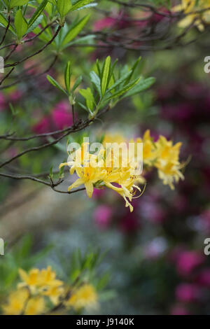 Rhododendron luteum. Azalea giallo Foto Stock