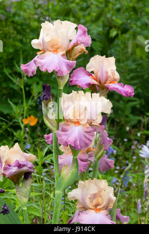 Increspato dei fiori di fine maggio fioritura, profumata, tall barbuto, iris Iris 'Coquetterie' Foto Stock