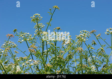 La cicuta acqua dropwort, Oenanthe crocata, umbels bianco di sostanze velenose umbelliferous impianto contro un cielo estivo blu, Chesil Beach, Dorset, può Foto Stock