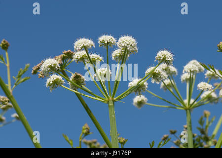 La cicuta acqua dropwort, Oenanthe crocata, umbels bianco di sostanze velenose umbelliferous impianto contro un cielo estivo blu, Chesil Beach, Dorset, può Foto Stock