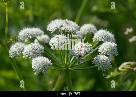 La cicuta acqua dropwort, Oenanthe crocata, umbels bianco di sostanze velenose umbelliferous impianto contro un cielo estivo blu, Chesil Beach, Dorset, può Foto Stock