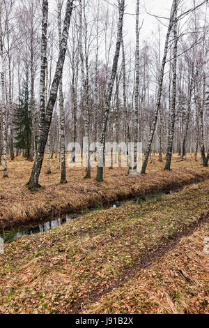 Bosco autunnale, Lettonia Foto Stock