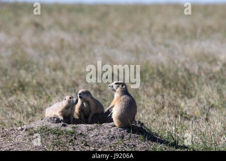 I cani della prateria in Badlands del South Dakota Foto Stock