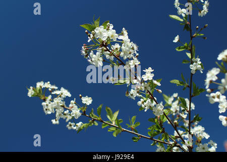 Fiori di colore bianco sulla sakura rami contro lo sfondo di un luminoso cielo blu Foto Stock