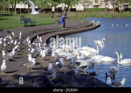 Due multi etnico razziale ragazzi giocando da stagno gabbiani alimentare nel parco con cigni nello stagno lago Foto Stock