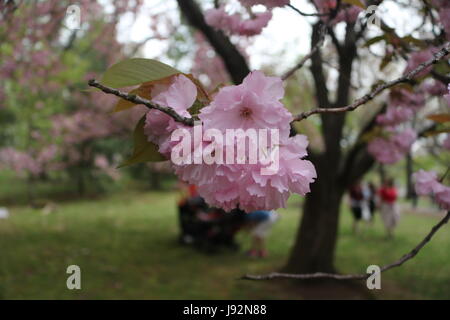 Fiore di Ciliegio albero in primavera Foto Stock