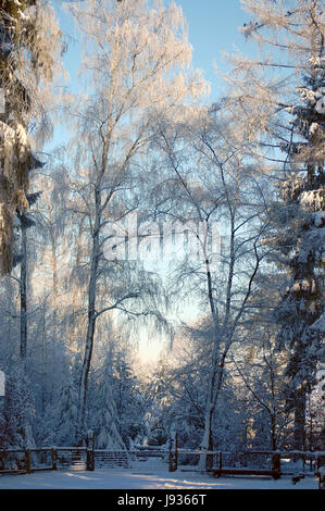 Albero, alberi, inverno, vuoto, europeo, caucasico frost, contatore-light, neve Foto Stock