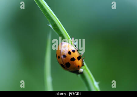 Ladybug si arrampica verso il basso una paglia Foto Stock