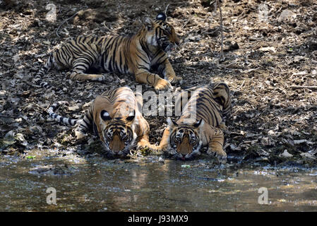 Tre cuccioli di T-39 bevendo un waterhole in Ranthambhore national park, India Foto Stock