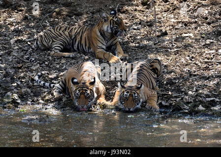 Tre cuccioli di T-39 bevendo un waterhole in Ranthambhore national park, India Foto Stock