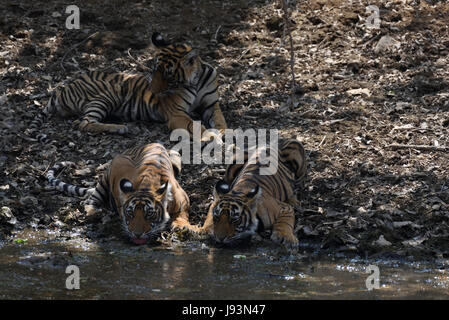 Tre cuccioli di T-39 bevendo un waterhole in Ranthambhore national park, India Foto Stock