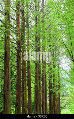 Fila di green ginkgo nel parco di Namiseom o Nami Island, Chuncheon-si, Gangwon-do, Sud della Corea Foto Stock