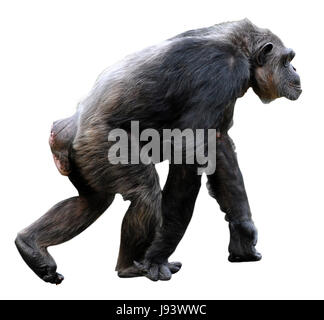 A piedi, andare, andando, passeggiate, isolato, mammifero, scimmia, scimpanzé, profilo Foto Stock