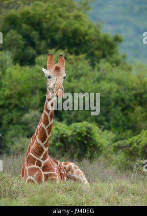 Giraffa Foto Stock