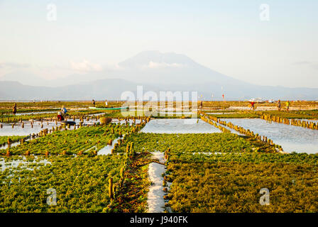 Fattoria di alghe campo in Nusa Lembongan, Indonesia Foto Stock