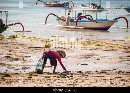 NUSA LEMBONGAN, Indonesia - 25 settembre: Donna di prelevare le alghe sulla spiaggia per essere usato nella industria farmaceutica o alimentare in Nusa Lembongan su Septe Foto Stock