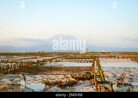 Fattoria di alghe campo in Nusa Lembongan, Indonesia Foto Stock