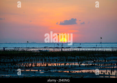 Fattoria di alghe in campo sunet, in Nusa Lembongan, Indonesia Foto Stock