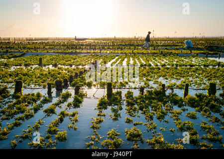 Fattoria di alghe campo in Nusa Lembongan, Indonesia Foto Stock